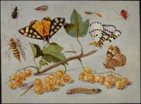 Kessel, Jan van - Butterflies and Insects